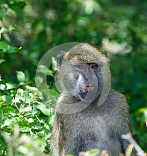Close-up of a funny baboon