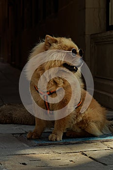 Close up of a funny and beautiful dog Chow Chow with sunglasses