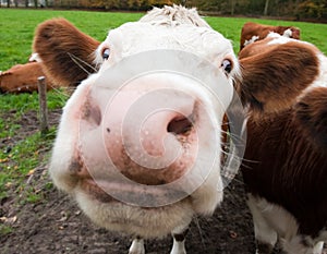 Close-up of a funny cow