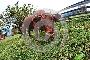 Close up funny cow portrait