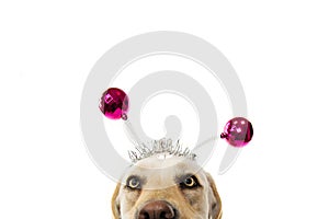 CLOSE-UP FUNNY DOG PARTY. BIRTHDAY, CARNIVAL OR NEW YEAR. LABRADOR WITH A HEADBAND O DIADEM WITH PINK DISCO BALL BOPPERS LIKE A