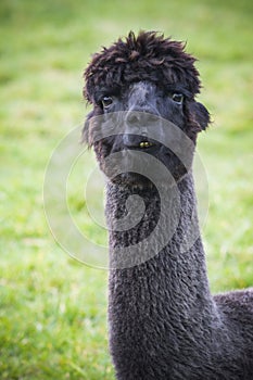 Close up funny face of black fur alpacas ,llama in natural field