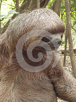 Close-up funny face of a sloth, Amazon jungle, Peru