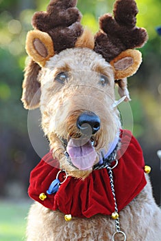 Close up funny happy large Airedale Terrier dog in Christmas costume