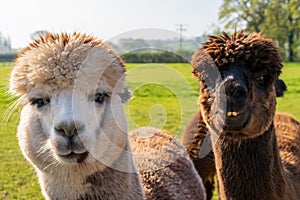 Close up of funny looking alpacas at farm