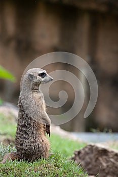 Close up funny Meerkat