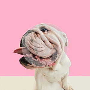 Close-up, funny muzzle of purebred dog, english french bulldog standing against pink studio background. Tongue sticking