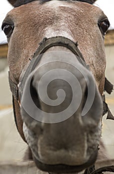 Close-up funny muzzle of a thoroughbred horse. Portrait of a brown horse. Selective focus, shallow depth of field.