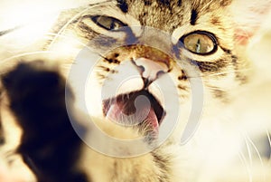 Close-up funny portrait of cute, furry cat with open mouth . looking at camera. Funny little kitten, tabby cat