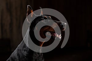 Close-up Funny Portrait of Doberman Dog with big nose Stare in Camera in Camera on isolated Black background photo