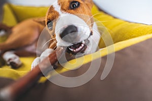 Close-up funny portrait Lovely Basenji puppy dog enjoying his treat in puppy mat at white wall background.