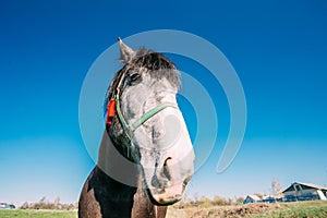 Close Up Of Funny Portrait On Wide Angle Lens Of Horse On Blue Sky