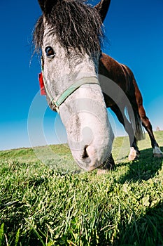Close Up Of Funny Portrait On Wide Angle Lens Of Horse On Blue Sky Background
