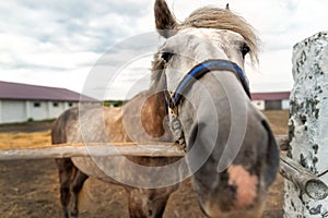 Close-up funny quirky beautiful sad alone one horse portrait grazing in paddock with rustic old vinage wooden fence boundary at