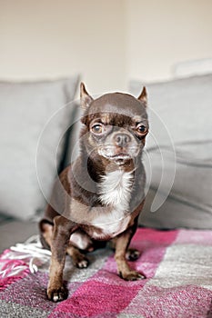 Close-up of funny short-haired brown dog Chihuahua, different expressive emotions. Space for text