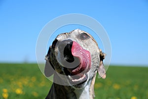 Close up of a funny whippet with tonge out in the garden photo