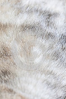Close up of fur of a cat