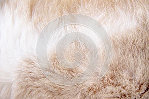 Fur cat texture , white with brown nature animal skin abstract for background