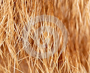 Close-up of fur of a ginger cat as background