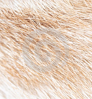 Close-up of fur of a ginger cat as background