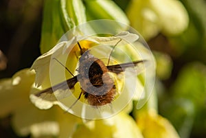 Close-up furry bee fly or humblefly feeding on nectar and pollen