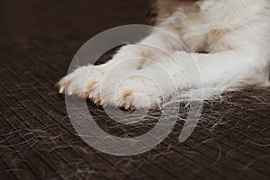 CLOSE-UP FURRY JACK RUSSELL DOG, SHEDDING HAIR DURING MOLT SEASON ON SOFA photo