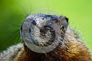 Close up of a Furry Marmot