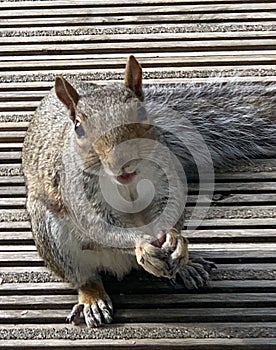 Close up of furry small squirrel eating and looking at camera