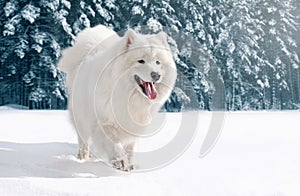 Close-up furry white Samoyed dog running on snow in winter