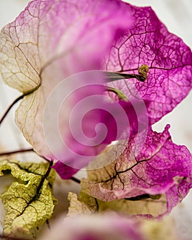 Close-up of fuscia and magenta bougainvillea blossom. High level of detail and texture
