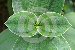 Close up of a fuzzy green leaf - Tibouchina grandiflora photo