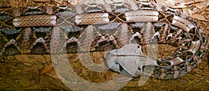 Close up of a Gaboon viper snake