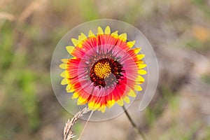 Close up of Gaillardia aristata pursh