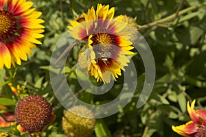 close-up: gaillardia flowers with a bee collecting honey dew