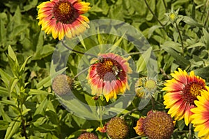 close-up: gaillardia flowers with two bees collecting honey dew