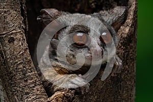 Close-up of a Galago Bush Baby perched on a tree