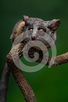 Close-up of a Galago Bush Baby perched on a tree