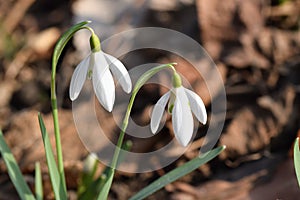 Galanthus spring messanger photo