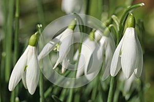 Close-up of Galanthus nivalis flowers