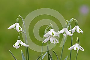 Galanthus trumps snowdrops photo