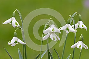 Galanthus trumps snowdrops photo