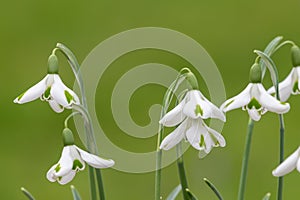 Galanthus trumps snowdrops