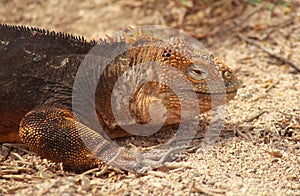 Close up of Galapagos Land Iguana