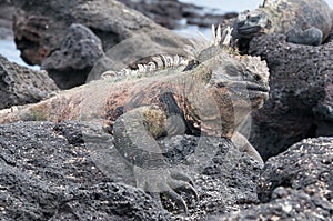Close up of Galapagos marine iguana at rest