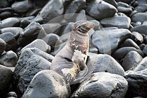 Close-up of a Galapagos sea lion perched on grey rocks