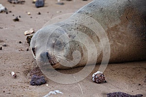 Close up of a Galapagos Sea Lion, Zalophus wollebaeki