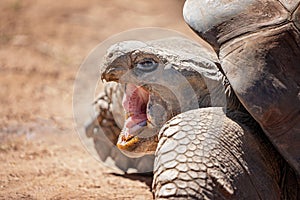 Close Up Of A Galapagos Tortoise