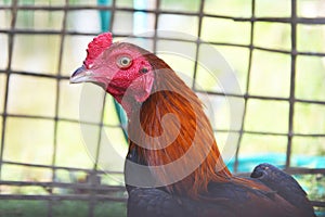 close up of gamecock in cage