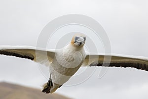 Close up of gannet in flight