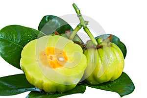 Close up garcinia cambogia on leaves. Isolated on white. photo